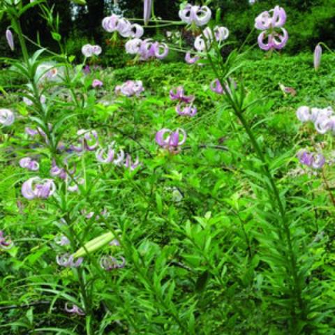 Lilium lankongense, down facing light pink turks cap