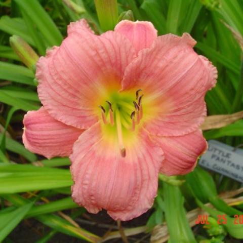 Hemerocallis Little Fantastic, rose pink with a green throat