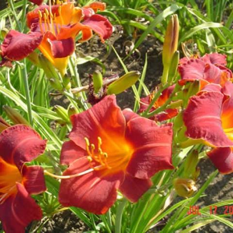Hemerocallis Little Joe, red small flowers, orange throats