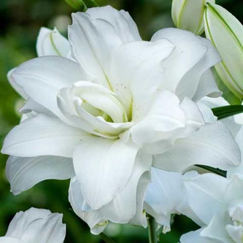 Lilium Lotus Pure, white double with a green cast at the throat