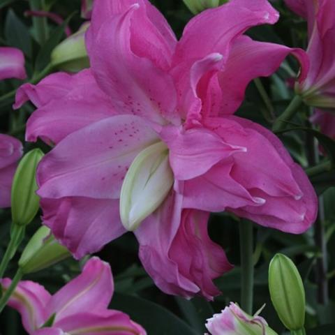 Lilium Lotus Joy, double in shades of pink
