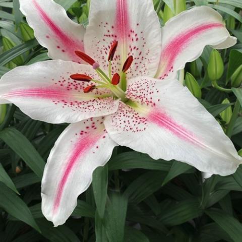 Lilium Lovely Day, white with pink streaks at the center of each petal and dark speckles