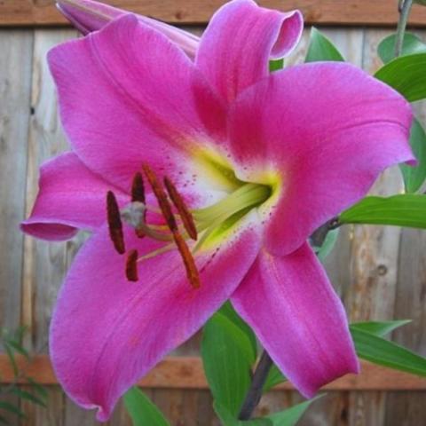 Lilium Macizo, hot pink with a green throat