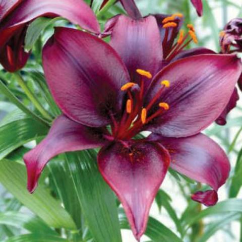 Lilium Mapira, very dark red shiny blooms