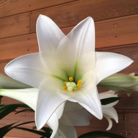 Lilium Miracle, pure white with a green throat