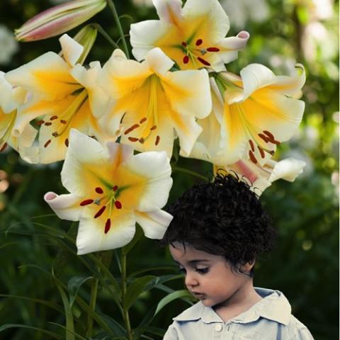 Lilium Miss Peculiar, huge cream trumpets with gold throats, long stamens, held over a child's head
