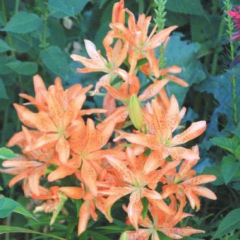 Lilium Must See, multiple light orange flowers