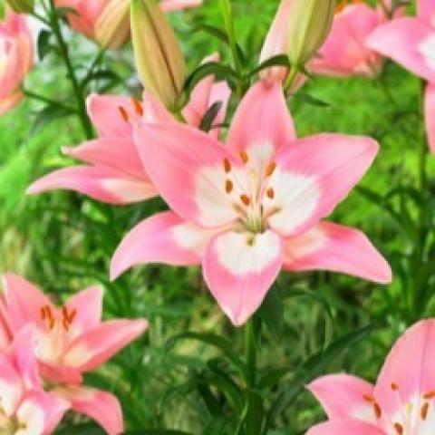 Lilium Njoyz, light pink with an almost white center