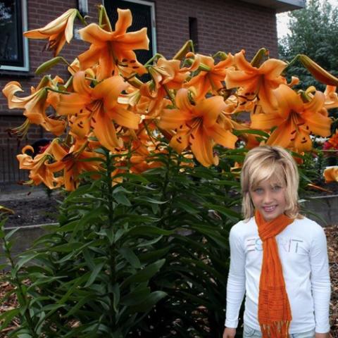 Lilium Orange Space, huge orange out-facing trumpet flowers, taller than a person