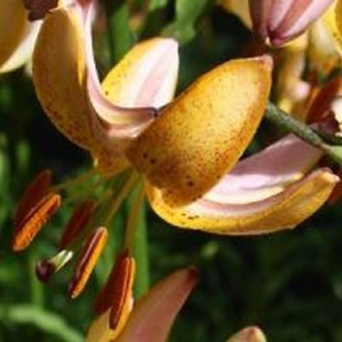 Lilium Paisley Hybrid, yellow and pink spotted downfacing lily
