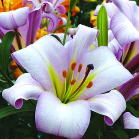 Lilium Pink Planet, very light pink recurved, upfacing