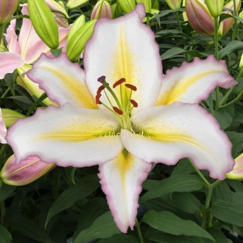 Lilium Primrose Hill, white flower with light pink crimped edges and yellow centers on each petal