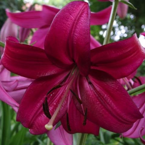 Lilium Purple Marple, red violet out-facing flower