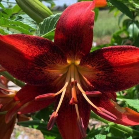 Lilium Strawberry Event, dark red out-facing flower