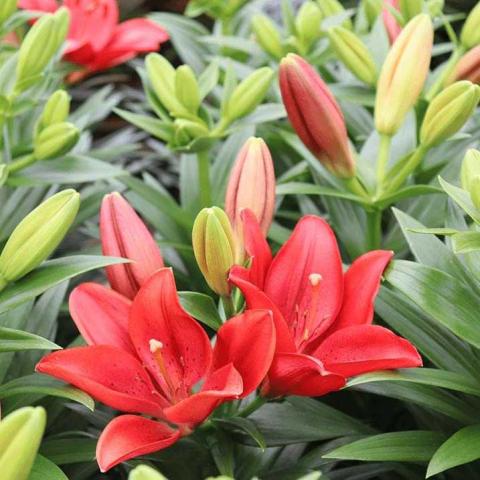 Lilium Summer Scarlet, reddish lily