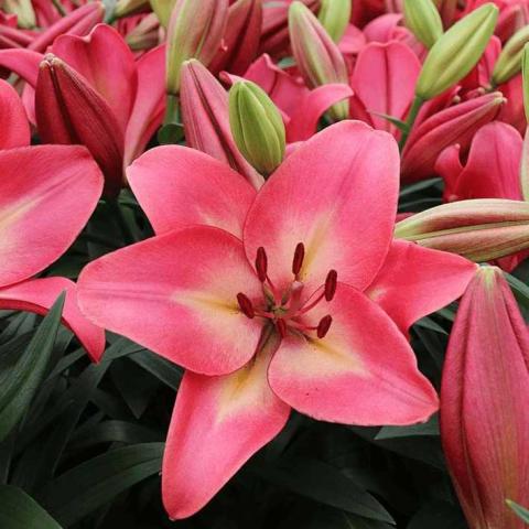 Lilium Summer Sky, pink lily with white center