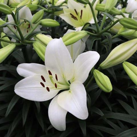 Lilium Summer Snow, white lily flowers