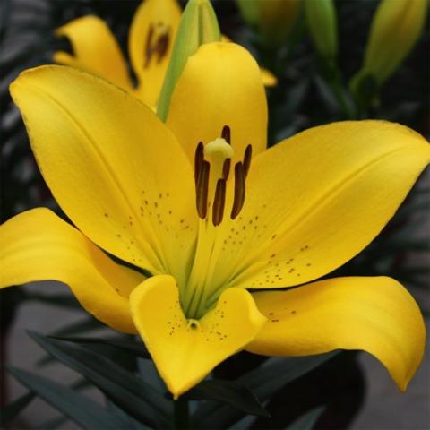 Lilium Summer Sun, yellow up-facing flower with some speckles