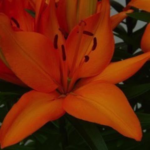 Lilium Tiny Dino, orange petals