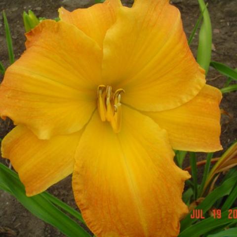 Hemerocallis Tobie Hager, gold to rust