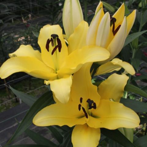 Lilium Yamhill, lighter yellow petals become darker toward the centers