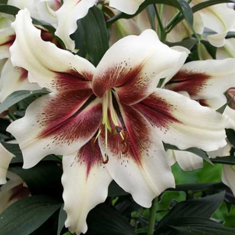 Lilium Zeba, cream with brick red irregularly marked eye zone and throat