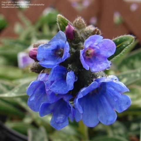 Pulmonaria EB Anderson, blue bell flowers