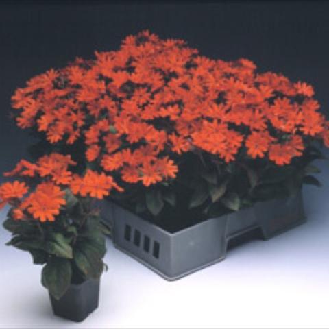 Lychnis 'Molten Lava', orange-red flowers