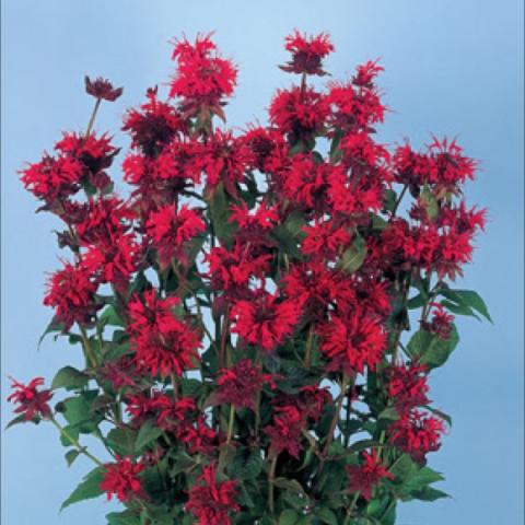 Mondarda 'Panama Red Shades', bright red blooms like crowns
