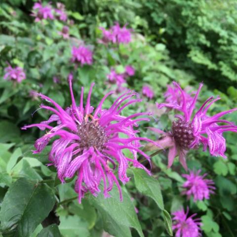 Monarda 'Prairie Gypsy', bright pink thread-petalled flower