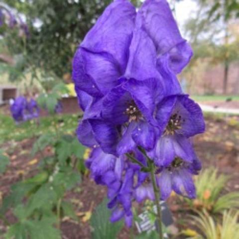 Aconitum Royal Flush, blue-purple hooded flowers