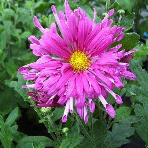 Chrysanthemum Dreamweaver, pink daisy with irregular length petals, yellow center