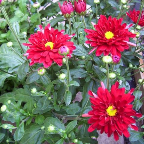 Chrysanthemum Firestorm, red irregular daisies with yellow centers