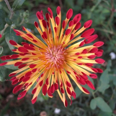 Matchsticks mum -- yellow spoon petals with red insides
