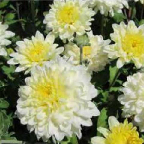 Chrysanthemum Morden Cameo, white double flowers petals shift to light yellow at the centers
