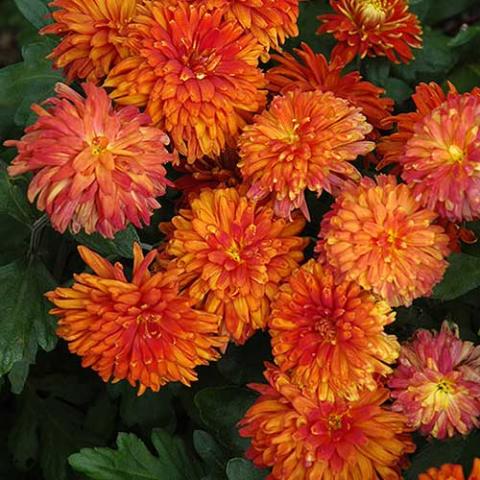 Chrysanthemum Morden Delight Bronze, double copper flowers