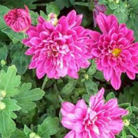 Chrysanthemum Morden Fiesta, lavender magenta doubles with yellow at the center