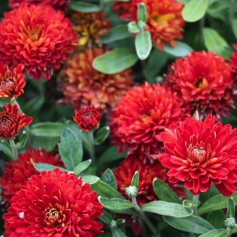 Chrysanthemum Morden Garnet, double dark red