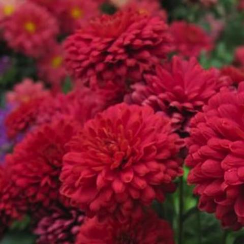 Chrysanthemum Power Surge, very double dark red
