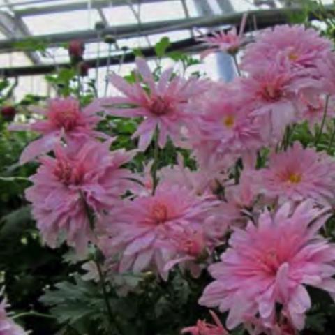 Chrysanthemum Prairie Lavender, double pink lavender with irregular petals