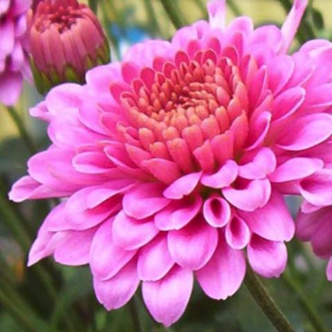 Chrysanthemum Showbiz, regular pink double with curved petals