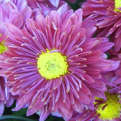 Chrysanthemum Stardust, dusky pink petals, bright yellow center