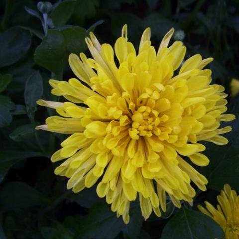 Chrysanthemum Suncatcher, yellow irregular double