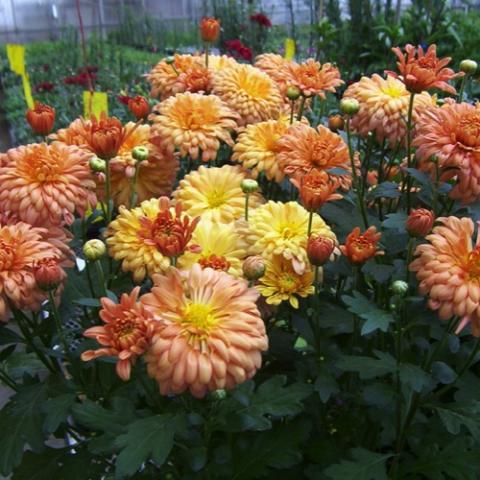 Chrysanthemum Tiger Tail, double flowers in light yellow and copper