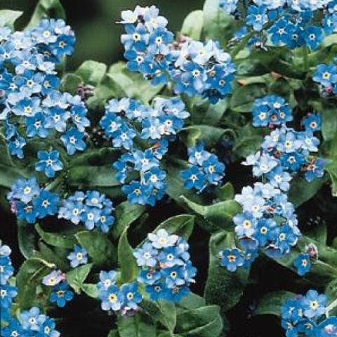 Myosotis 'Victoria Blue' light blue tiny flowers