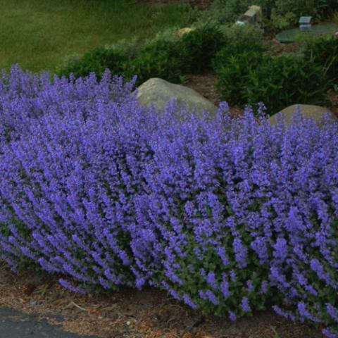 Nepeta Purrsian Blue, many purple flowers on a dense shrub-like plant