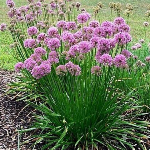 Allium 'Millennium', red-lavender onion blooms
