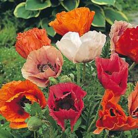 Papaver 'Pizzicato', reds and oranges