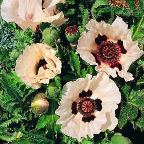 Papaver 'Victoria Louise', cream petals and dark centers