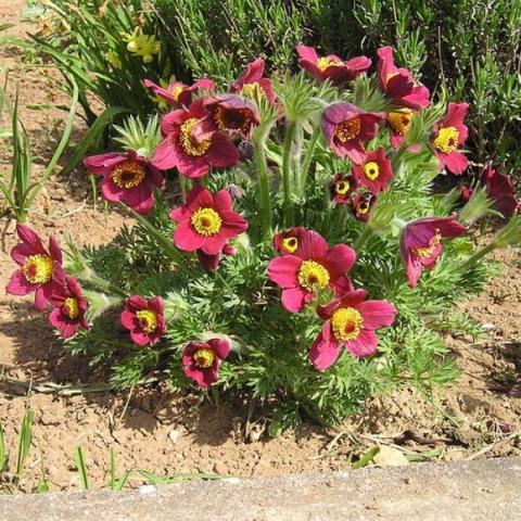 Anemone 'Red Bells', red-violet petals, yellow centers, hairy stems